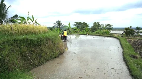 The beautiful rice fields in bali have been designated the prestigious UNESCO w Stock Footage 126698001