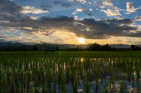 Beautiful rice fields during the sunset Stock Photos