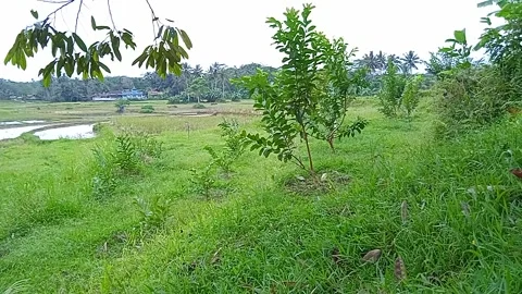Beautiful rice fields Stock Footage