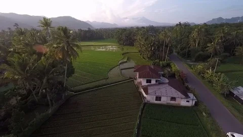 Beautiful Rice Fields, Indonesia Stock Footage 72935501