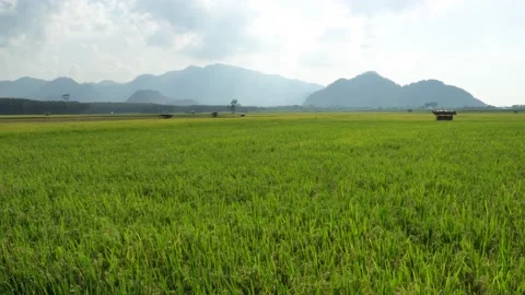 Beautiful Rice Fields With Mountains In Background. Beauty in nature 動画素材 151664520