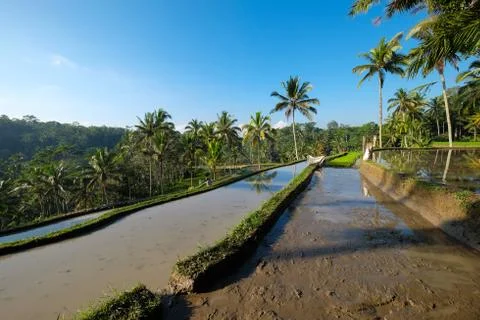 Beautiful rice fields Foto stock