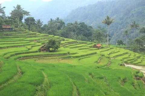 Beautiful rice fields Stock Photos