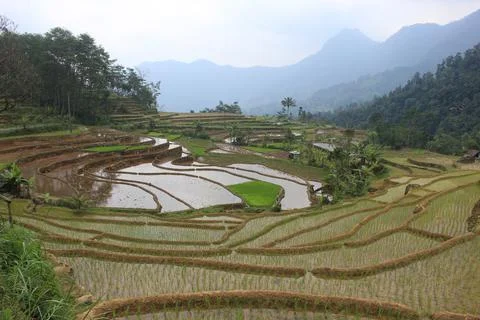Beautiful rice fields Stock Photos