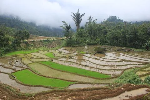 Beautiful rice fields Stock Photos