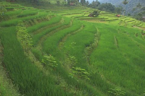 Beautiful rice fields Foto stock