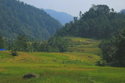 Beautiful rice fields Stock Photos