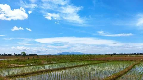 Beautiful rice fields Foto stock
