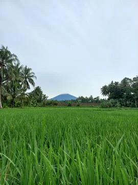 Beautiful rice fields Stock Photos