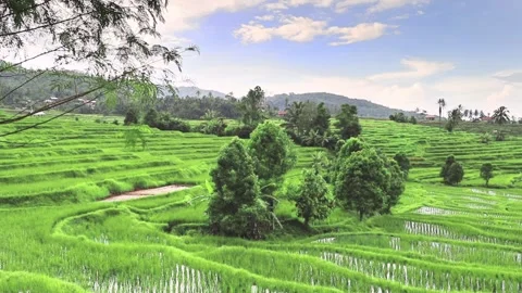 Beautiful rice fields. Solok, West Sumatra, Indonesia Video stock 271140514