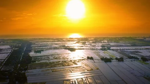 Beautiful Rice Fields Sunset Aerial Vídeo Stock 101556280