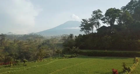 Beautiful rice fields under the mountain Stock Footage 242370455