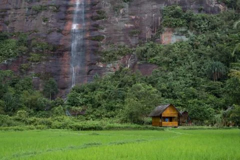 Beautiful rice fields with waterfall in the background at Harau Valley 스톡 사진