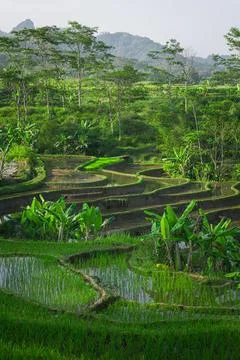 Beautiful rice terraces in Central Java, Indonesia, narrow valley landscape.. Stock Photos