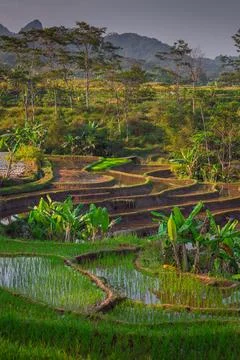 Beautiful rice terraces in Central Java, Indonesia, narrow valley landscape,  Stock Photos