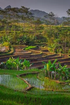 Beautiful rice terraces in Central Java, Indonesia, narrow valley landscape.. Stock Photos