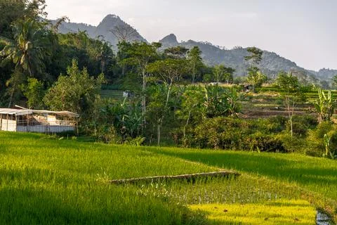 Beautiful rice terraces in Central Java, Indonesia, narrow valley landscape.. Stock Photos