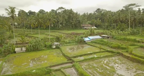 Beautiful rice terraces ubuda, indonesia Stock Footage 104336953