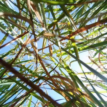 Beautiful rice tree Stock Photos