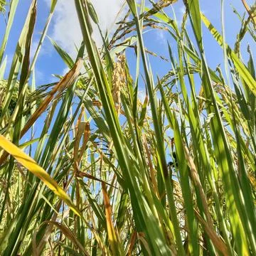 Beautiful rice tree Stock Photos
