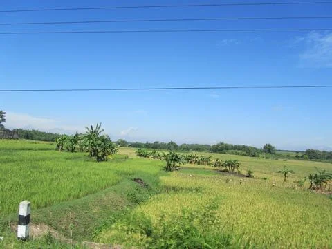 The beautiful ricefield in java Stock Photos