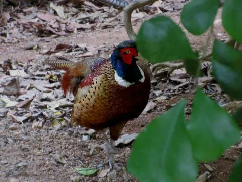 Beautiful Ring-Necked pheasant Exceptionally long, pointed tail sets pheasant Stock Photos