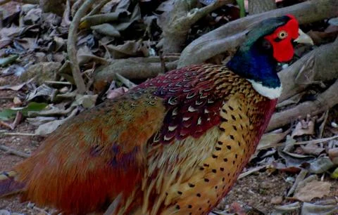 Beautiful Ring-Necked pheasant Exceptionally long, pointed tail sets pheasant Stock Photos