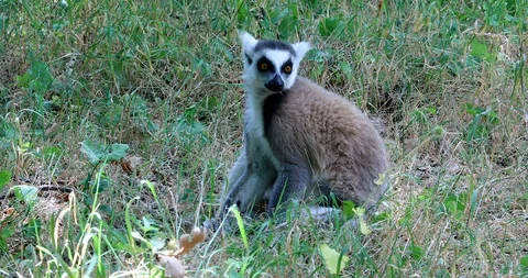 Beautiful Ring Tailed Lemur Sitting In Nature Stock-Footage 94392539