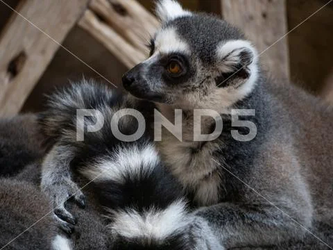 Beautiful Ring-Tailed lemure (Lemur catta) close up Stock Photos