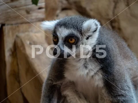Beautiful Ring-Tailed lemure (Lemur catta) close up Stock Photos