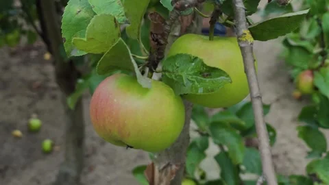 Beautiful ripe apples hanging on a tree, close-up Stock Footage 306159700