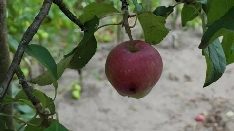 Beautiful ripe apples hanging on a tree, close-up Stock Footage 306164895