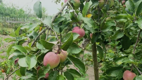 Beautiful ripe apples hanging on a tree, close-up Stock Footage 306165152