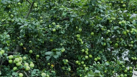 Beautiful ripe apples hanging on a tree, close-up Stock Footage 306165467