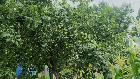 Beautiful ripe apples hanging on a tree, close-up Stock Footage 306165500