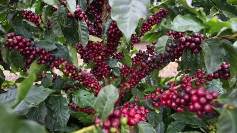 Beautiful ripe red beans coffee plant in farm plantation. Stock Footage 130866938