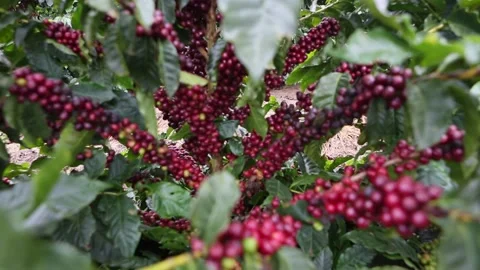 Beautiful ripe red beans coffee plant in farm plantation. Stock Footage 130866976