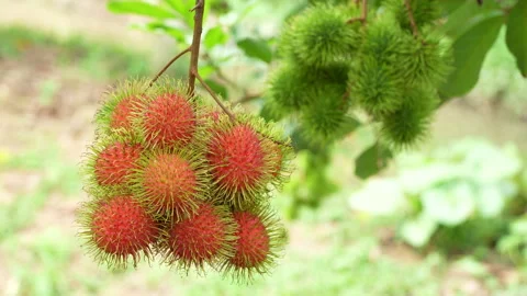 Beautiful Ripe Red Rambutan Bunch Hanging on Tree Branch Stock Footage 336306341