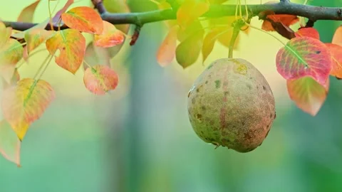Beautiful ripe single pear on a tree branch in the wind on a sunny day. Stock Footage 238482367