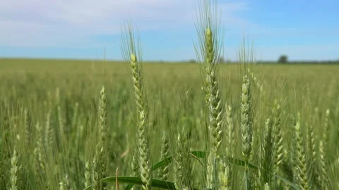 Beautiful Ripening crop of green wheat landscape at rural countryside Spain. Stock Footage 161663447
