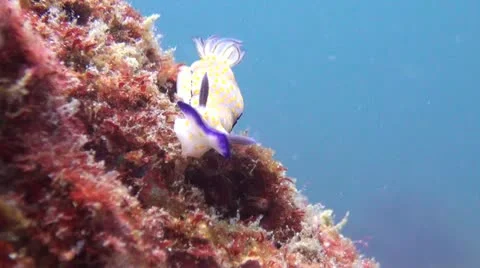 Beautiful Risbecia Nudibranch, Clip 1 of 3 Stock Footage 22291549