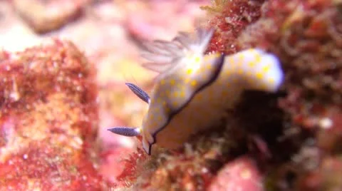 Beautiful Risbecia Nudibranch, Clip 2 of 3 Stock Footage 22291610
