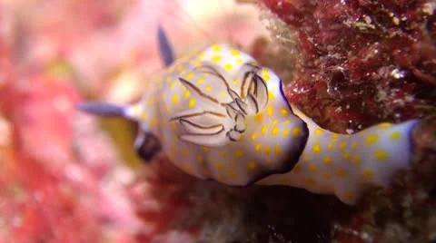 Beautiful Risbecia Nudibranch, Clip 3 of 3 Stock Footage 22293439