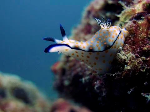 Beautiful Risbecia Nudibranch Stock Photos
