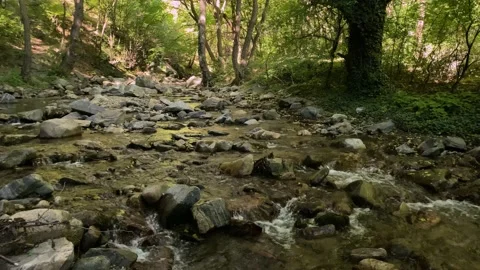 Beautiful river and forest Stock Footage 162190085