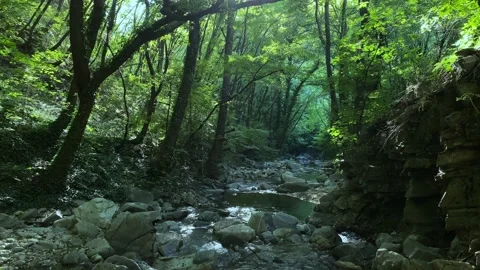 Beautiful river and forest Stock Footage 162190390