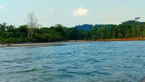 Beautiful river and forest Stock Footage 242338937