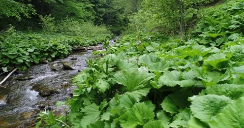 Beautiful river in Carpathian mountains Stock Footage