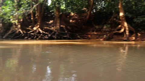 Beautiful river environment in jungle with sand footage Stock Footage 219785037