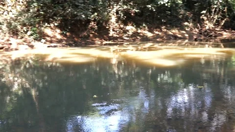 Beautiful river environment in jungle with trees, branch, root and plant foot Stock Footage 220169885